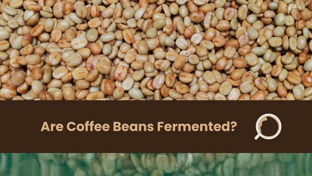 Are Coffee Beans Fermented