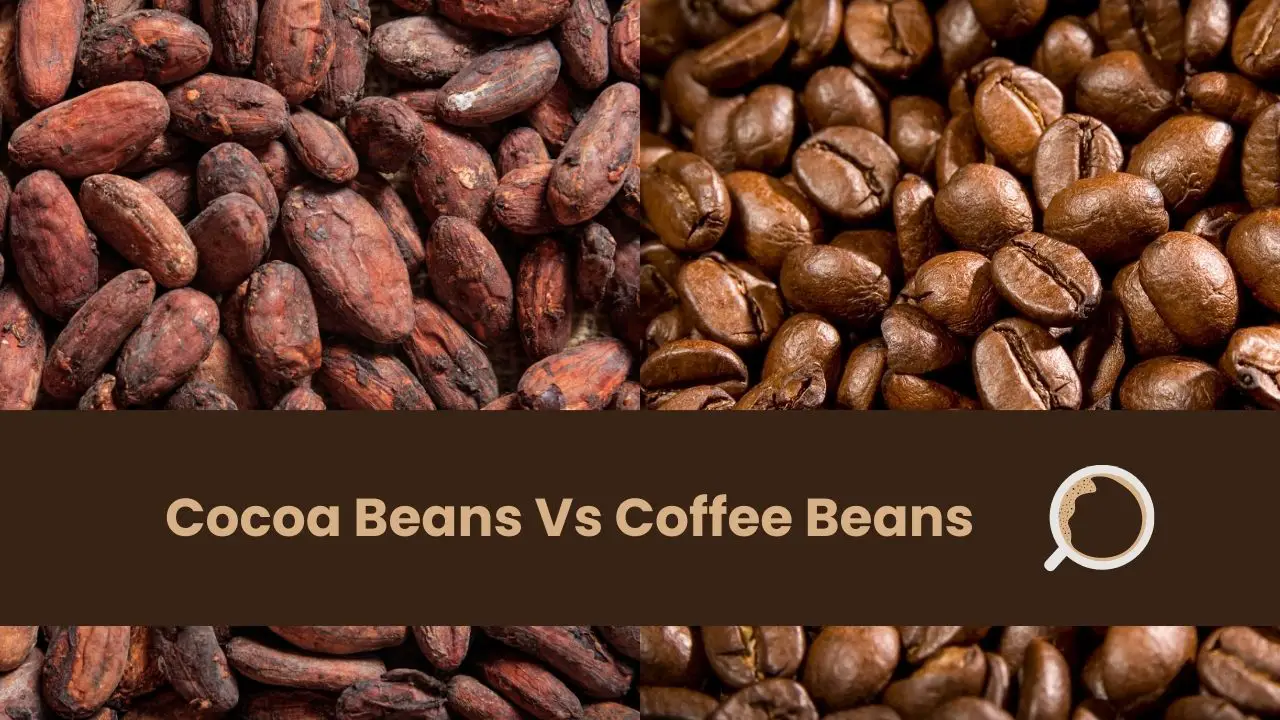 Cocoa Beans Vs Coffee Beans