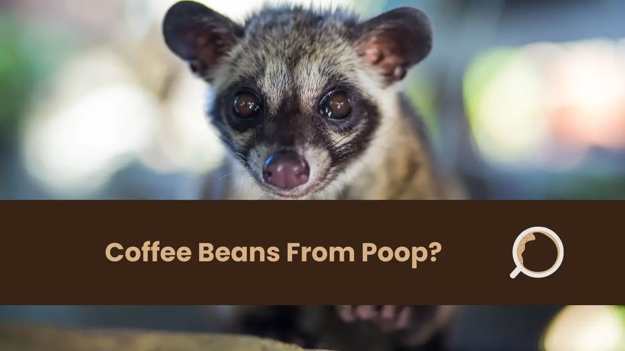 Coffee Beans From Poop
