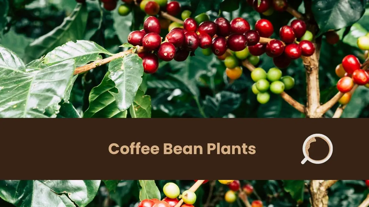 coffee bean plants