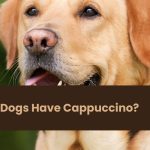 Can Dogs Have Cappuccino