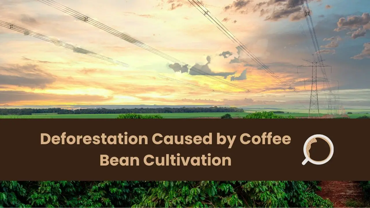 Deforestation Caused by Coffee Bean Cultivation